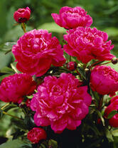 Без бренда «2KMB-4036» в Симферополе