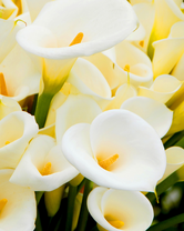 Без бренда «Белые каллы» в Симферополе