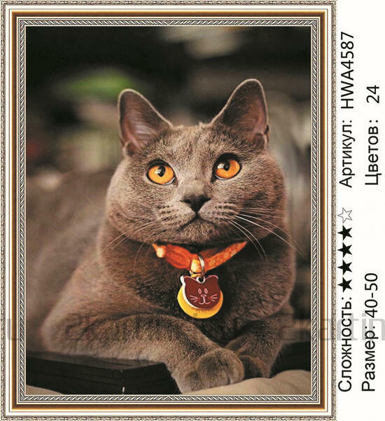 Алмазная мозаика 40x50 Красивый британский котик с ошейником
