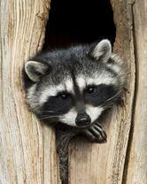 Без бренда «Енот в дупле» в Симферополе