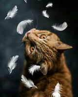 Без бренда «Кот среди перышек» в Симферополе