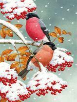 Снегири на заснеженной рябине