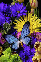 Без бренда «Голубая бабочка на цветущих хризантемах» в Симферополе в интернет-магазине Без бренда «Голубая бабочка на цветущих хризантемах» в Симферополе