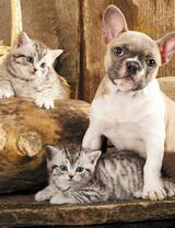 Без бренда «Милый щенок французского бульдога и два котёнка» в Симферополе в интернет-магазине  Без бренда «Милый щенок французского бульдога и два котёнка» в Симферополе