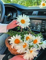 Корзина с букетом крупных ромашек в машине девушки