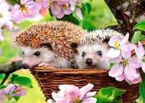 Пара ежей у цветущей яблони в корзинке