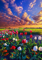 Без бренда «Поле тюльпанов под облачным небом» в Симферополе в интернет-магазине  Без бренда «Поле тюльпанов под облачным небом» в Симферополе